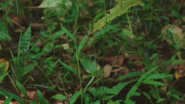 Manzanas caídas en el suelo bajo los árboles. naturaleza salvaje. 4k — Vídeo de stock