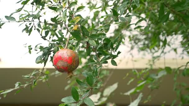 Φρούτα ενός δέντρου γρανάτη. Ρόδι φρούτα για το υποκατάστημα της δέντρο. 4k, αργή κίνηση — Αρχείο Βίντεο