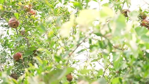 Fruits of a garnet tree. Pomegranate fruits on the tree branch. 4k, slow motion — Stock Video