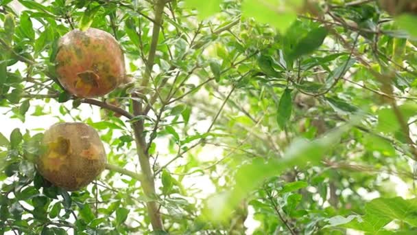 Buah dari pohon garnet. Buah delima pada cabang pohon. 4k, gerak lambat — Stok Video