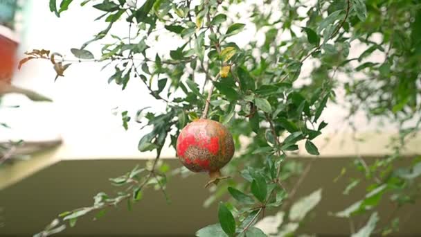 Плоды гранатового дерева. Гранатовые фрукты на ветке дерева. 4k, slow motion — стоковое видео