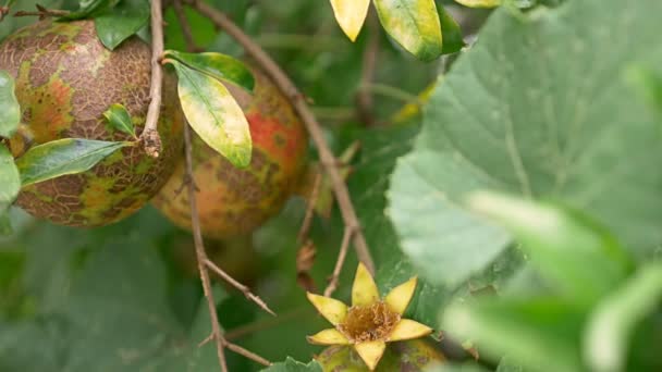 Los frutos del granate. Frutos de granada en la rama del árbol. 4k, cámara lenta — Vídeos de Stock