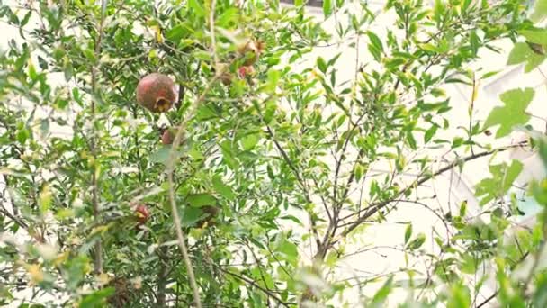 Fruits of a garnet tree. Pomegranate fruits on the tree branch. 4k, slow motion — Stock Video