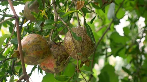 Frutta di un albero di granato. Frutti di melograno sul ramo dell'albero. 4k, rallentatore — Video Stock