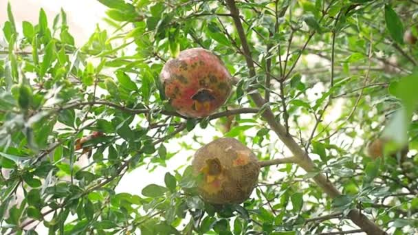 Плоды гранатового дерева. Гранатовые фрукты на ветке дерева. 4k, slow motion — стоковое видео
