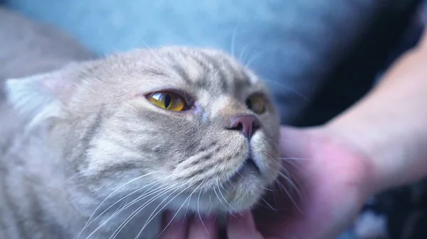 Scottish fold katt. en kvinnlig hand strök en katt. närbild — Stockfoto