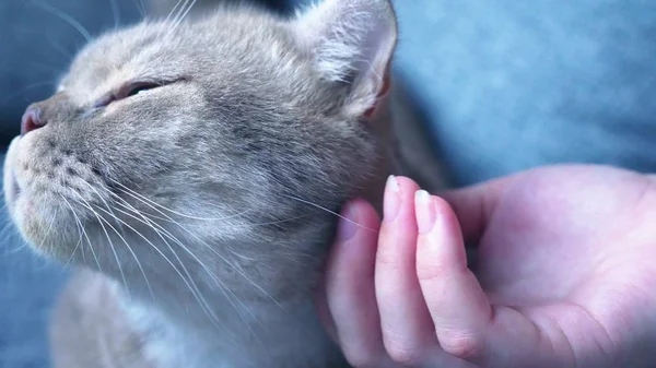 Gato escocés. una mano femenina acariciando a un gato. primer plano — Foto de Stock