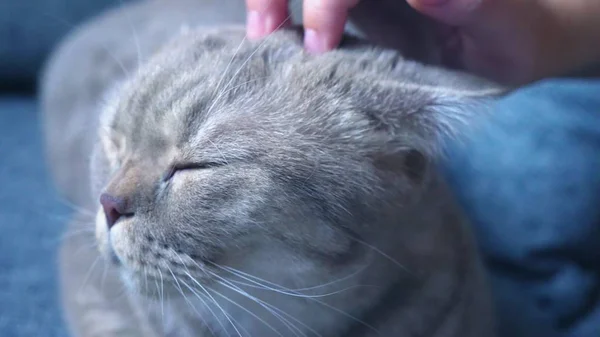 Gato escocês. uma mão feminina acariciando um gato. close-up — Fotografia de Stock