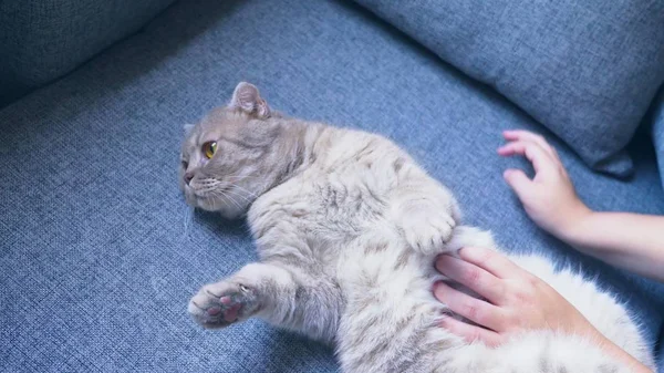 Scottish fold cat. a female hand is playing with a cat.