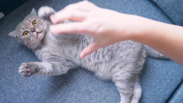 Gato escocês. uma mão feminina está brincando com um gato . — Fotografia de Stock