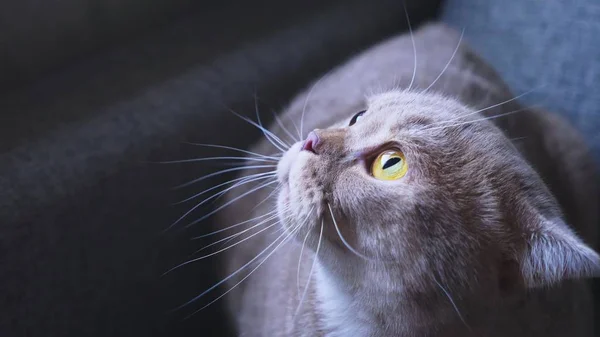 Schottische Faltkatze. Nahaufnahme. verängstigte Katze auf der Couch. — Stockfoto