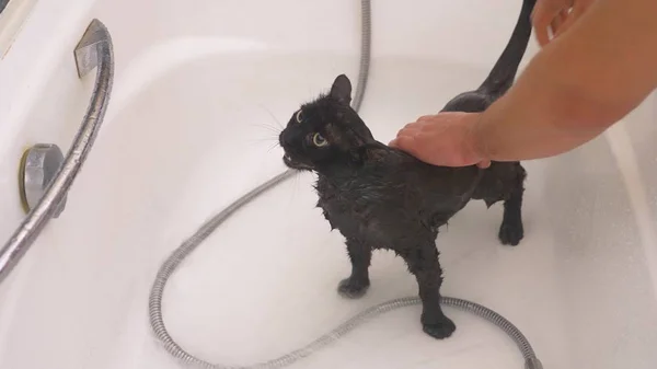 Lavando un gato negro en la bañera, el dueño lava al gato en la ducha , —  Fotos de Stock