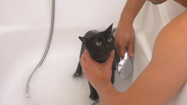 Lavando un gatto nero nella vasca da bagno, il proprietario lava il gatto nella doccia , — Foto Stock