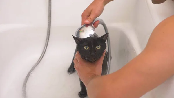 बाथटबमध्ये काळी मांजर धुतल्यास मालक शॉवरमध्ये मांजर धुतो , — स्टॉक फोटो, इमेज
