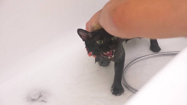 Washing a black cat in bathtub, the owner washes the cat in the shower,