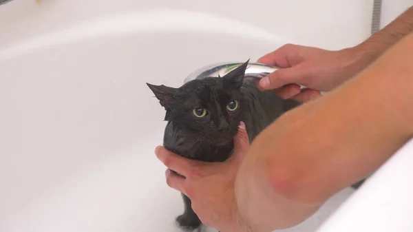 Waschen einer schwarzen Katze in der Badewanne, der Besitzer wäscht die Katze in der Dusche, — Stockfoto
