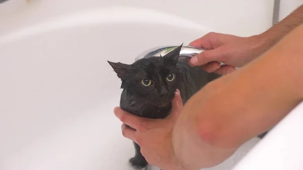 Lavando un gato negro en la bañera, el dueño lava al gato en la ducha , —  Fotos de Stock