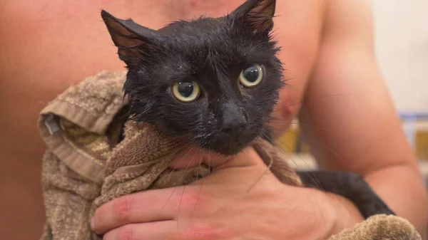 Laver Chat Dans Baignoire — Photo