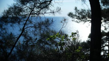 Plaj çam ağaçları altında görünümünü manzara ve mavi deniz günbatımında sakin.