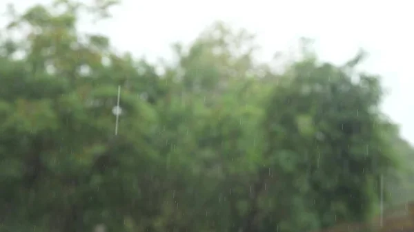 Lluvia tropical. gotas de lluvia sobre el fondo de árboles verdes — Foto de Stock