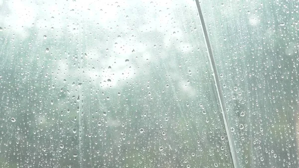 Silhouette von Regentropfen auf einem durchsichtigen Regenschirm, Blick unter den Regenschirm auf grüne Bäume im Regen. — Stockfoto