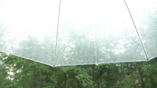 Silhouette von Regentropfen auf einem durchsichtigen Regenschirm, Blick unter den Regenschirm auf grüne Bäume im Regen. — Stockfoto