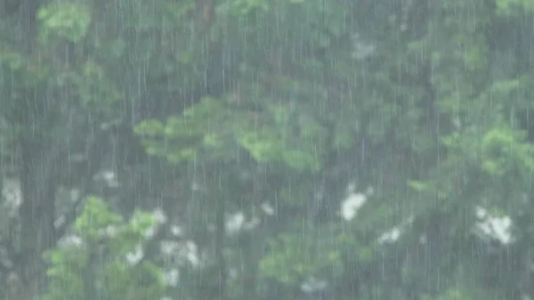 Forte pioggia su uno sfondo di fogliame verde. primo piano  . — Foto Stock