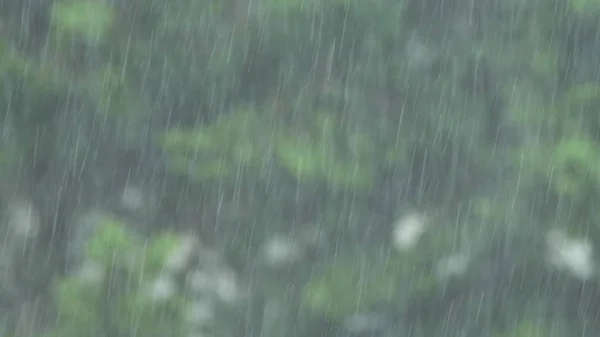 Fuerte lluvia sobre un fondo de follaje verde. primer plano  . — Foto de Stock