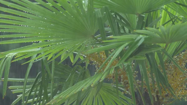Pouring tropical rain. drops of rain fall on the palm leaves. close-up. — Stock Photo, Image