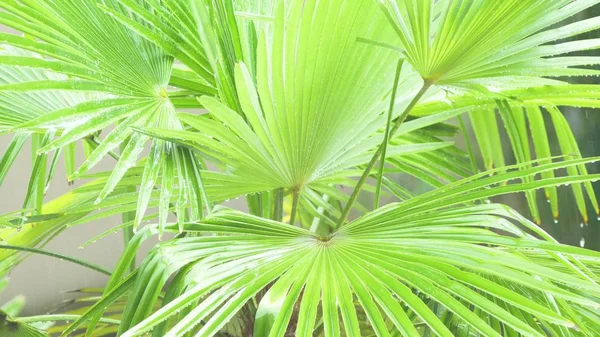 Tropischer Regen. Regentropfen fallen auf die Palmblätter. Nahaufnahme. — Stockfoto