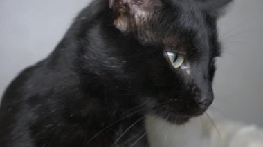 Beyaz bir battaniye altında yeşil gözlü siyah kedi kameraya görünüyor
