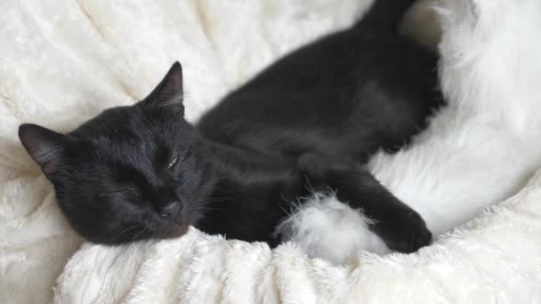 Schwarze Katze mit grünen Augen unter einer weißen Decke blickt in die Kamera — Stockvideo