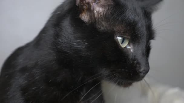 Черный кот с зелеными глазами под белым одеялом смотрит в камеру — стоковое видео