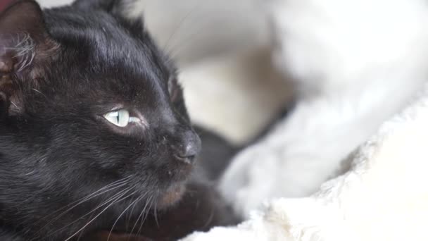 Zwarte kat met groene ogen onder een witte deken kijkt naar de camera — Stockvideo