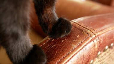 bir kedi pençeleri tarafından şımarık bir koltuk. kedi pençeleri üzerinde sandalye ve döşeme gelen çizikler. yakın çekim,