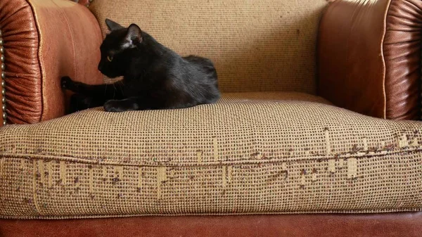 Uma poltrona estragada pelas garras de um gato. arranhões das garras gatos no estofamento da cadeira. close-up , — Fotografia de Stock