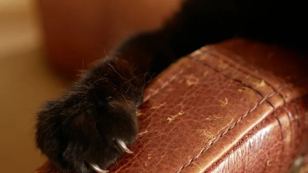 Ein Sessel, der von den Klauen einer Katze verdorben wurde. Kratzer von den Katzenkrallen am Polster des Stuhls. Nahaufnahme, — Stockfoto