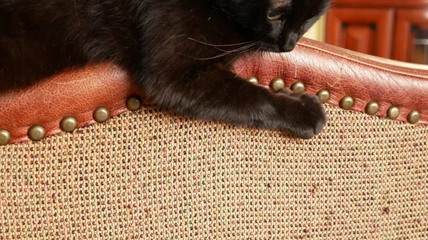 Un sillón estropeado por las garras de un gato. arañazos de los gatos garras en la tapicería de la silla. primer plano , — Foto de Stock