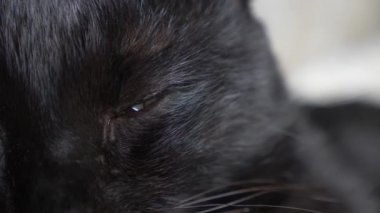 Yeşil gözlü siyah kedi. yakın çekim, kedi gözü