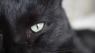 Yeşil gözlü siyah kedi. yakın çekim, kedi gözü