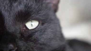 Yeşil gözlü siyah kedi. yakın çekim, kedi gözü