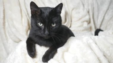 Beyaz bir battaniye altında yeşil gözlü siyah kedi kameraya görünüyor.
