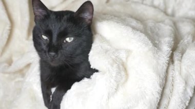 Beyaz bir battaniye altında yeşil gözlü siyah kedi kameraya görünüyor
