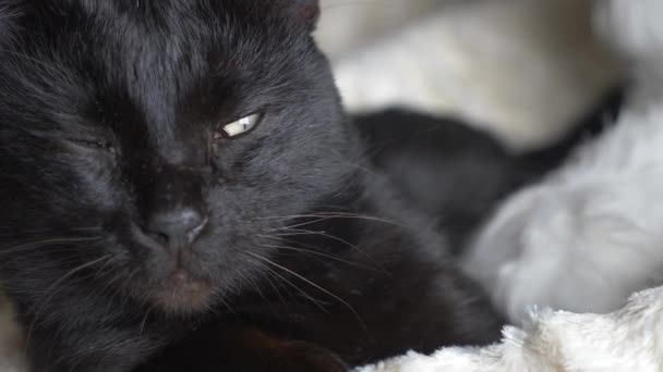 Чёрный кот с зелёными глазами. крупный план, кошачий глаз — стоковое видео
