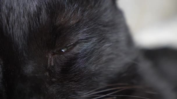 녹색 눈을 가진 검은 고양이. 클로즈업, 고양이 눈 — 비디오