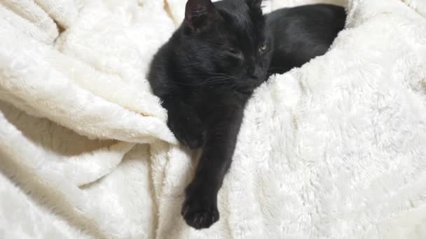 Schwarze Katze mit grünen Augen unter einer weißen Decke blickt in die Kamera — Stockvideo
