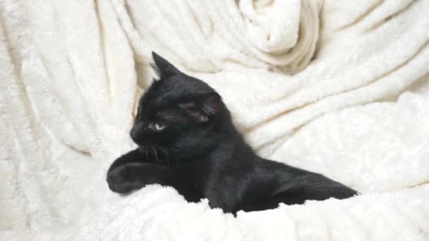 Beyaz Bir Battaniye Altında Yeşil Gözlü Siyah Kedi Kameraya Görünüyor — Stok video
