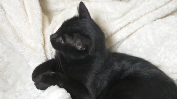 Чорний кіт з зеленими очима під білою ковдрою дивиться на камеру — стокове відео