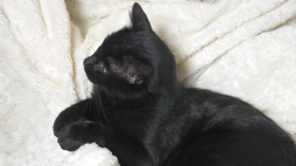 Black cat with green eyes under a white blanket looks at the camera — Stock Video