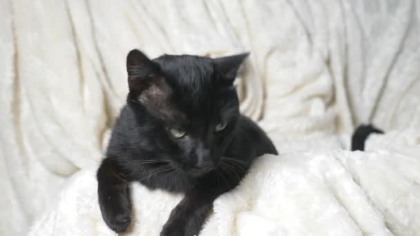 Gato preto com olhos verdes sob um cobertor branco olha para a câmera — Vídeo de Stock